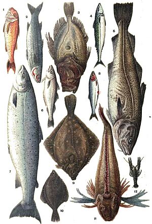 Mrs. Beeton's Book of Household Management (10)