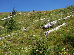 Mt st helens Johnston ridge 25 years later