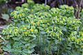 MyrtleSpurge
