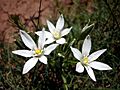 ORNITHOGALUM UMBELLATUM - L'ALZINA - IB-882 (Llet de gallina)