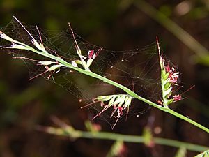 Oplismenus hirtellus-flowers