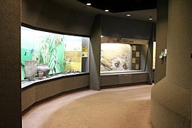 Paleoindian Display UIMNH