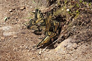 Papilio canadensis PJC
