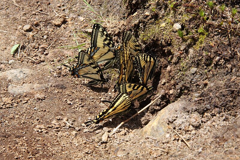 Papilio canadensis PJC
