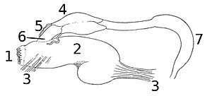 Paryphanta busbyi digestive system