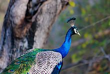Peacock plumage