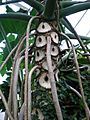 Philodendron bipinnatifidum