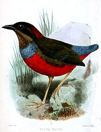 Whiskered pitta Facts for Kids