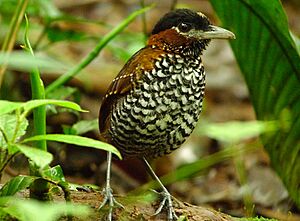 Pittasoma michleri -Panama-8.jpg