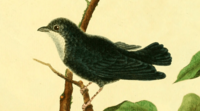 Planches enluminées d'histoire naturelle (1765) - Corapipo gutturalis (cropped)