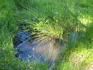 Pond in a forest clearing bgiu