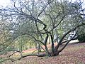Prunus cerasifera JPG1a