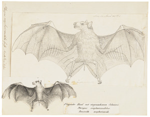 Pteropus amplexicaudatus - 1700-1880 - Print - Iconographia Zoologica - Special Collections University of Amsterdam - UBA01 IZ20700035.tif