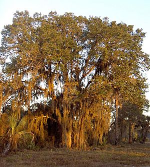 Quercus geminata 002 (homeredwardprice)
