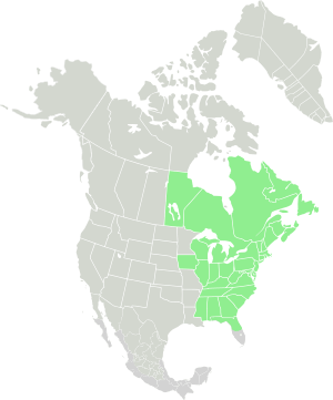 Range of Conopholis americana-Native.svg