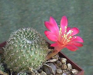 Rebutia minuscula1.jpg