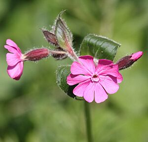 Red Campion (Silene dioica)2