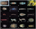 Representative marine isopod forms