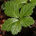 Rubus pedatus (leaf)