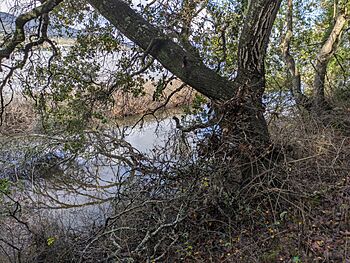 Rush Creek (Marin County).jpg