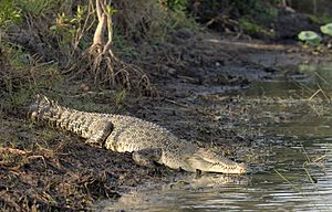 Saltwater Crocodile on a river bank