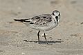 Sanderling (Calidris alba), Amrum