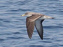 Scopoli's Shearwater.jpg