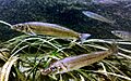 Sillago japonica-02