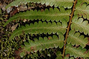 Southern Wood Fern Dryopteris ludoviciana Leaves 3008px.JPG