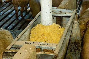 Soybean Meal (10058736324)