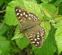 Speckled Wood butterfly 800