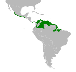 Sporophila minuta map.svg