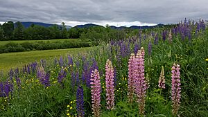 Sugar Hill Lupine