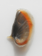Theodoxus fluviatilis operculum