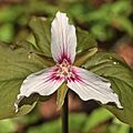 Trillium undulatum