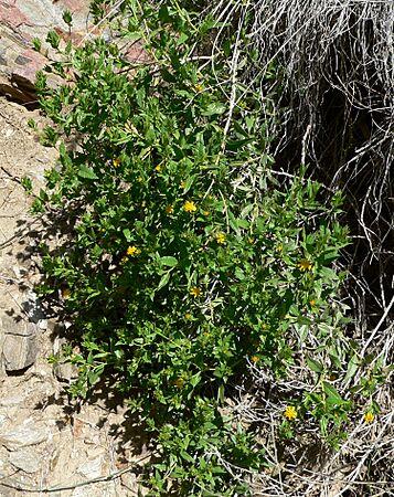 Trixis californica form
