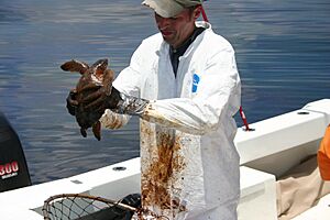 Turtle and Oil Spill (905)