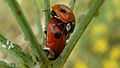 Two-spotted lady beetles (Adalia bipunctata) mating