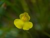 Utricularia intermedia flower (01)