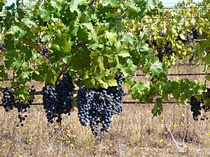 Vineyard on Monte Bello Ridge Cabernet Sauvignon