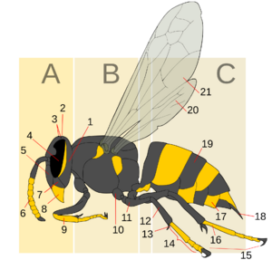 Wasp morphology Generic Text
