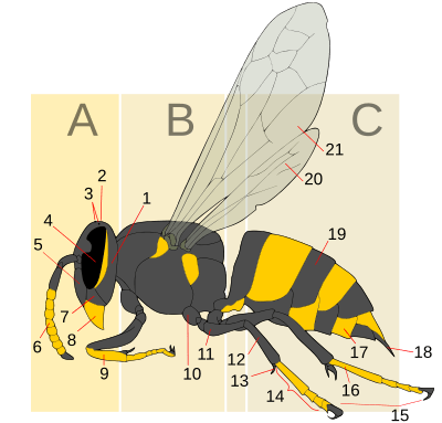 Wasp morphology Generic Text