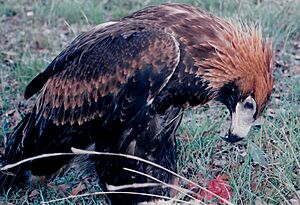 Wedge tailed eagle (adults wing span can be up to 2 m) - panoramio