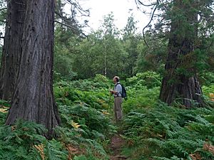 Wellingtonia Sequoiadendron giganteum grove