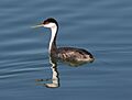 Western Grebe swimming