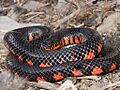 Western Mud Snake