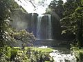 Whangarei Falls New Zealand