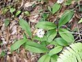 White clintonia