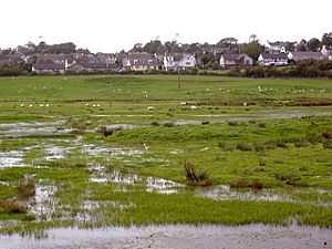 Wigtown Bay Nature Reserve - geograph.org.uk - 53269