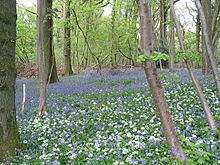 Wild garlic and bluebells in Highbury Wood - geograph.org.uk - 167357.jpg